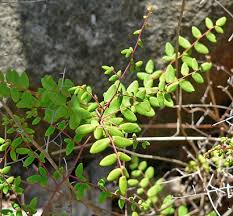 Image result for Pellaea