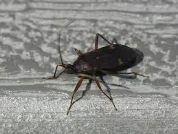 Image result for Otiophora