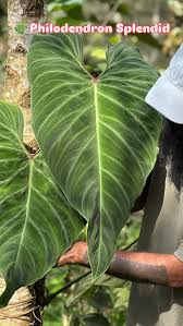 Image result for Selaginella afrorum