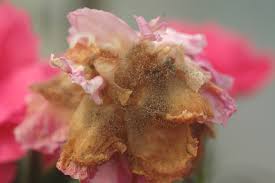 Check spelling or type a new query. Carnation Dianthus Caryophyllus Gray Mold Pacific Northwest Pest Management Handbooks