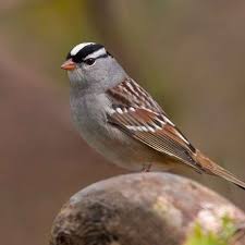 Birds With White Heads And Black Bodies White Crested Sparrow Has Black And White Head Brown Body Brown Bodies Black And White Birds
