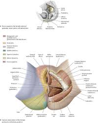 Rather, we can say half of the organ is in the left and the other half in the right side. Reproductive Organs Atlas Of Anatomy