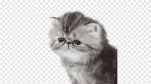 A cute sleepy cay named peach!i hope you enjoyd the video!subscribe for more cute videos!●ᴥ●. Persian Cat Exotic Shorthair British Semi Longhair Asian Semi Longhair Napoleon Cat Croquettes Mammal Cat Like Mammal Png Pngegg