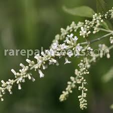 Image result for Buddleja asiatica