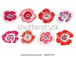 Carnation Flowers And Leaves Floral Watercolor Painting On Isolate Backgrounds Floral Watercolor Paintings Floral Watercolor Watercolor Paintings