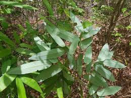 Image result for Monanthotaxis buchananii