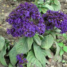 Image result for Heliotropium lineare