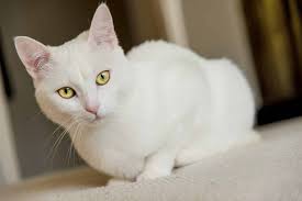 Albeit rare, black and red persians have also been recorded. 115 Best White Cat Names For 2020 The Dog People By Rover Com