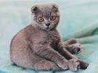 Weird Cat Breeds: If You are Looking for Something Unique