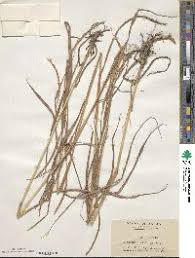 Image result for Hemarthria