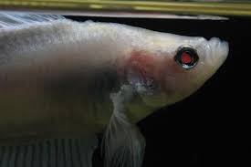 There have been a few appearances of them throughout history, but they are quite rare and nobody has figured out how to make a strain of albinos yet. Albino Bettas Do They Exist Inglorious Bettas