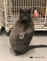 Order today with free shipping. Bruno The Thicc Cat Finds Forever Home People Com