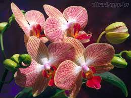 Pin On Orchids
