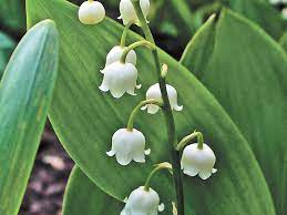 Cut Back And Divide Your Perennials This Fall Cape Gazette