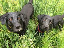 Grass Seed In Dog What To Do About Grass Seed Wounds Vets Now