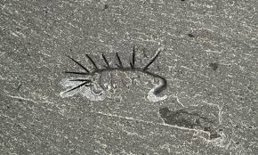 after 50 years scientists discover head of the insane hallucigenia worm palaeontology fossils prehistoric creatures