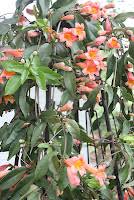 Image result for Thunbergia crispa