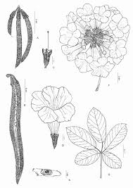 Image result for Handroanthus chrysotrichus