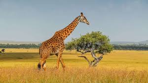 Find over 100+ of the best free animal images. Animal Conservation Groups To Sue Federal Government Over Dwindling Giraffe Population Abc News