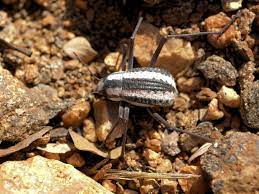 The namibian beetle (stenocara gracilipes) lives in one of the driest … Stenocara Gracilipes Wikipedia