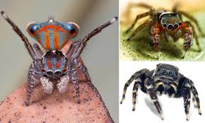 See more ideas about spider, jumping spider, arachnids. Arachnologists Have Discovered Five New Species Of Tiny Brushed Jumping Spider In Australia Daily Mail Online