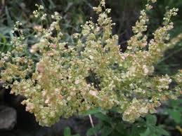 Image result for Rumex nepalensis