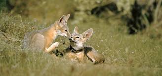 Then, we'll cover a major un report warning of mass species extinction on the planet. Endangered Earth How We Re Fighting The Extinction Crisis