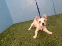 Favorite this post mar 5 english bulldog puppies (orange co). A438223 Pet Adoption Animals Dog Adoption