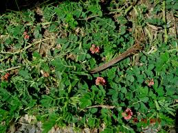 Image result for Indigofera astragalina