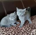 Russian Blue Kittens For Sale In Florida