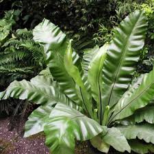 Image result for Asplenium aethiopicum