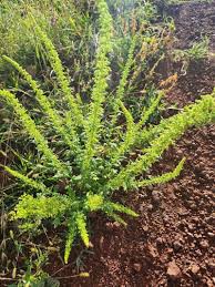 Image result for Dysphania schraderiana