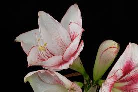 Image result for Hippeastrum sp. cultivars