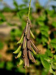 Image result for Crotalaria podocarpa