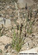 Image result for Enneapogon desvauxii