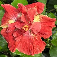 Image result for Hibiscus calyphyllus