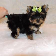 Check spelling or type a new query. Yorkshire Terrier Puppies For Sale Angleton Tx 96868
