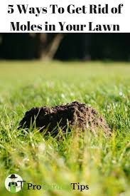 Don T Let Moles Destroy Your Carefully Manicured Lawn Here Are 5 Easy Ways To Get Rid Of Them Effectively Lawn Care Tips Urban Garden Garden Problems