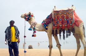 Factors that influence a plant's water needs include the in arid regions, native trees and shrubs can survive long periods without rain. Free Images Sea Water Animal Journey Tourism Heat Vertebrate Camel Like Mammal Arabian Camel Desert Animals 3072x2028 1323492 Free Stock Photos Pxhere