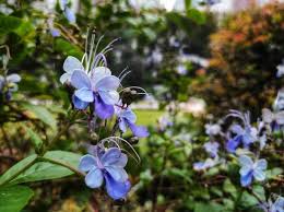 Image result for Rotheca myricoides