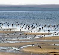 Guerrero Negro-Ojo de Liebre Wetlands Complex, a whale and ...
