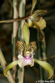 Image result for Oeceoclades decaryana