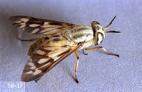Horse Biting Fly Pacific Northwest Pest Management Handbooks