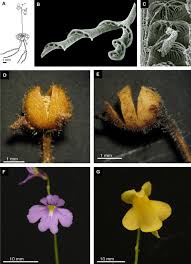 Image result for Genlisea