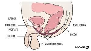 Image result for Pelvic Floor Dysfunction