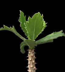 Image result for Monadenium torrei