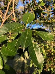 Image result for Ficus virens