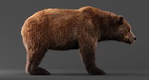 Brown Bear 3d Model In 2020 Brown Bear Bear 3d Model