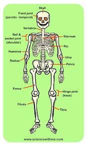 Learn About The Skeleton Science For Kids Health And Physical Education Science For Kids Learning Science