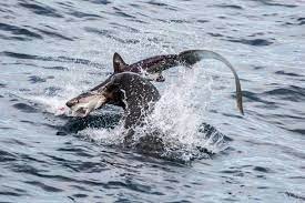 They can grow up to 21 feet (6.4 meters) in length and have teeth and jaws that can chomp clean through a human. Sea Lions Devour Sharks Proving You Know Squat About The Food Chain Huffpost